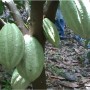 Minerales Tierra Fértil en Cacao