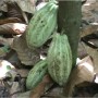 Minerales Tierra Fértil en Cacao