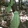 Minerales Tierra Fértil en Cacao