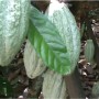 Minerales Tierra Fértil en Cacao