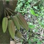 Minerales Tierra Fértil en Cacao