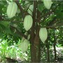 Minerales Tierra Fértil en Cacao