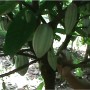 Minerales Tierra Fértil en Cacao